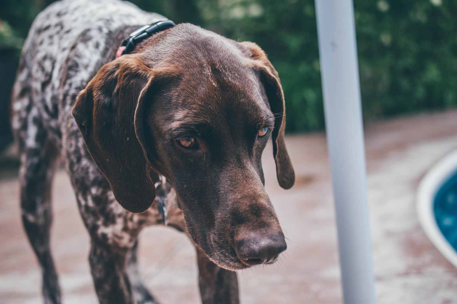 Rocky GSP