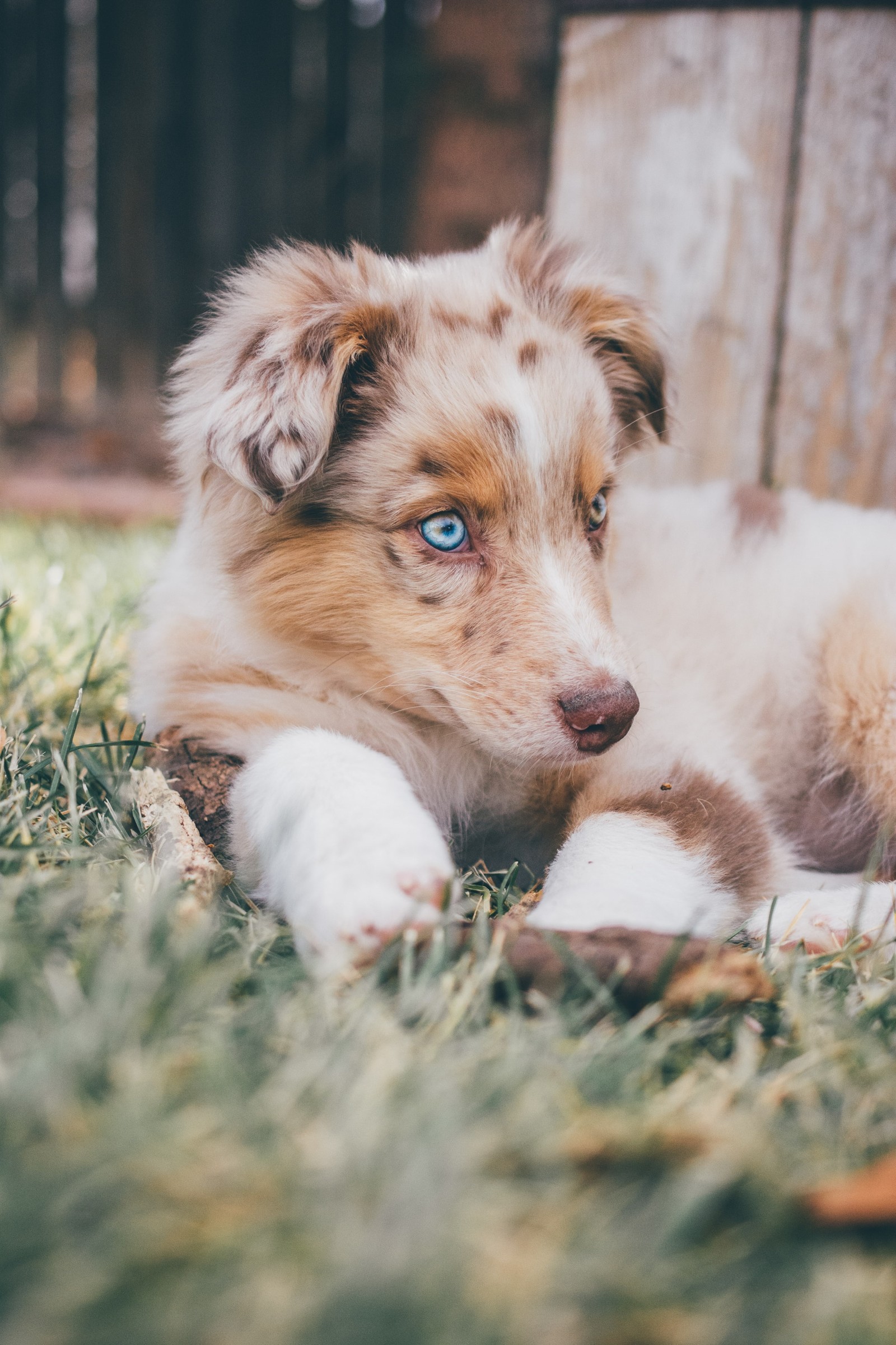Ringo in the Grass