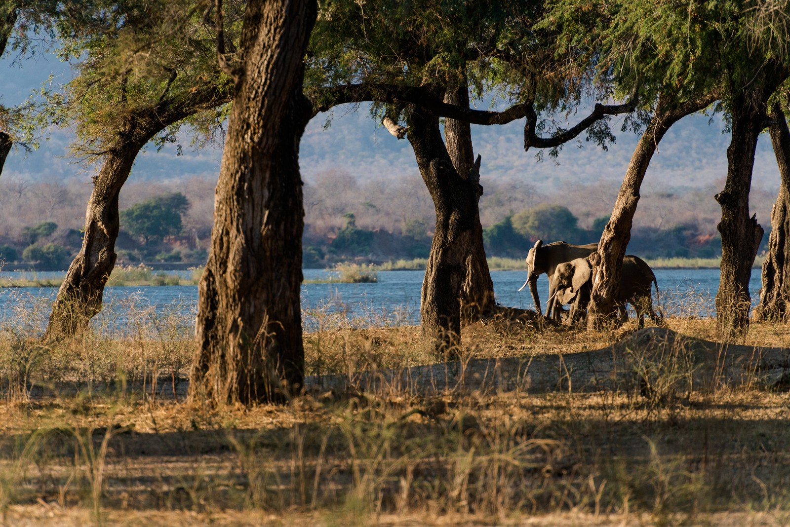 Mana Pools National Park, Zimbabwe
