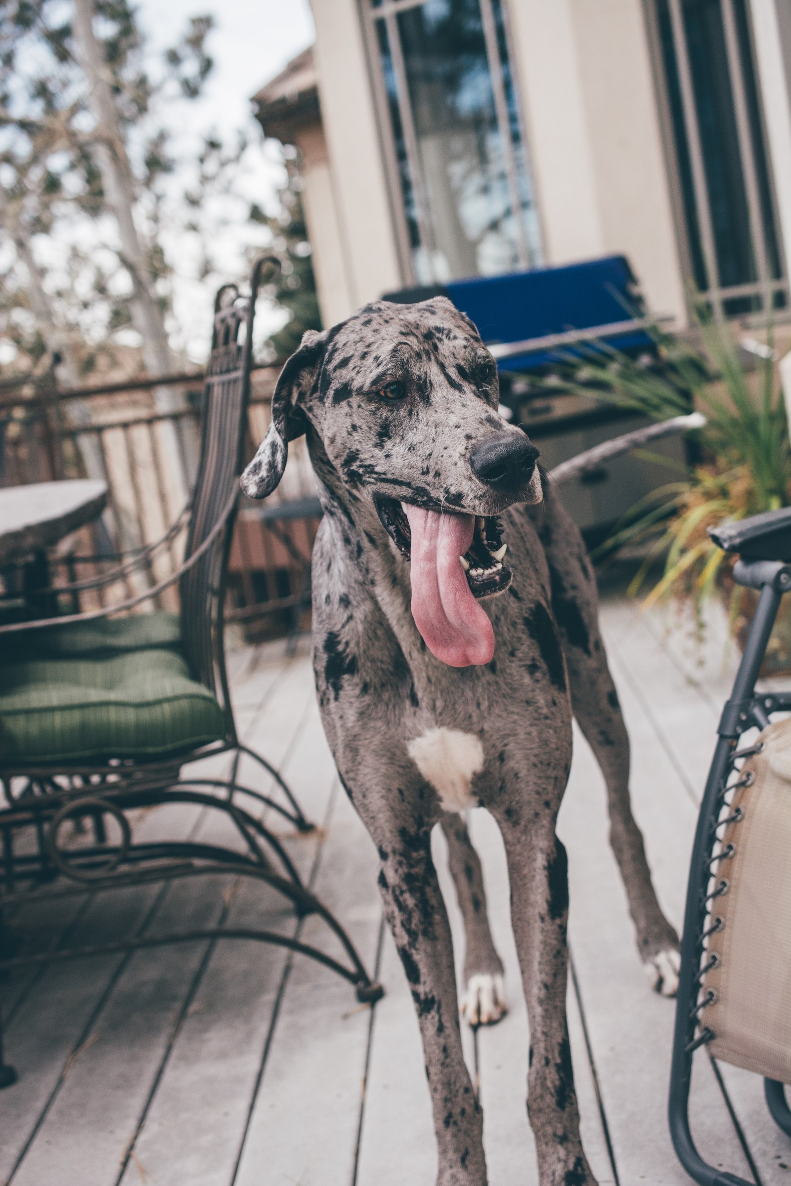 Laci the Great Dane