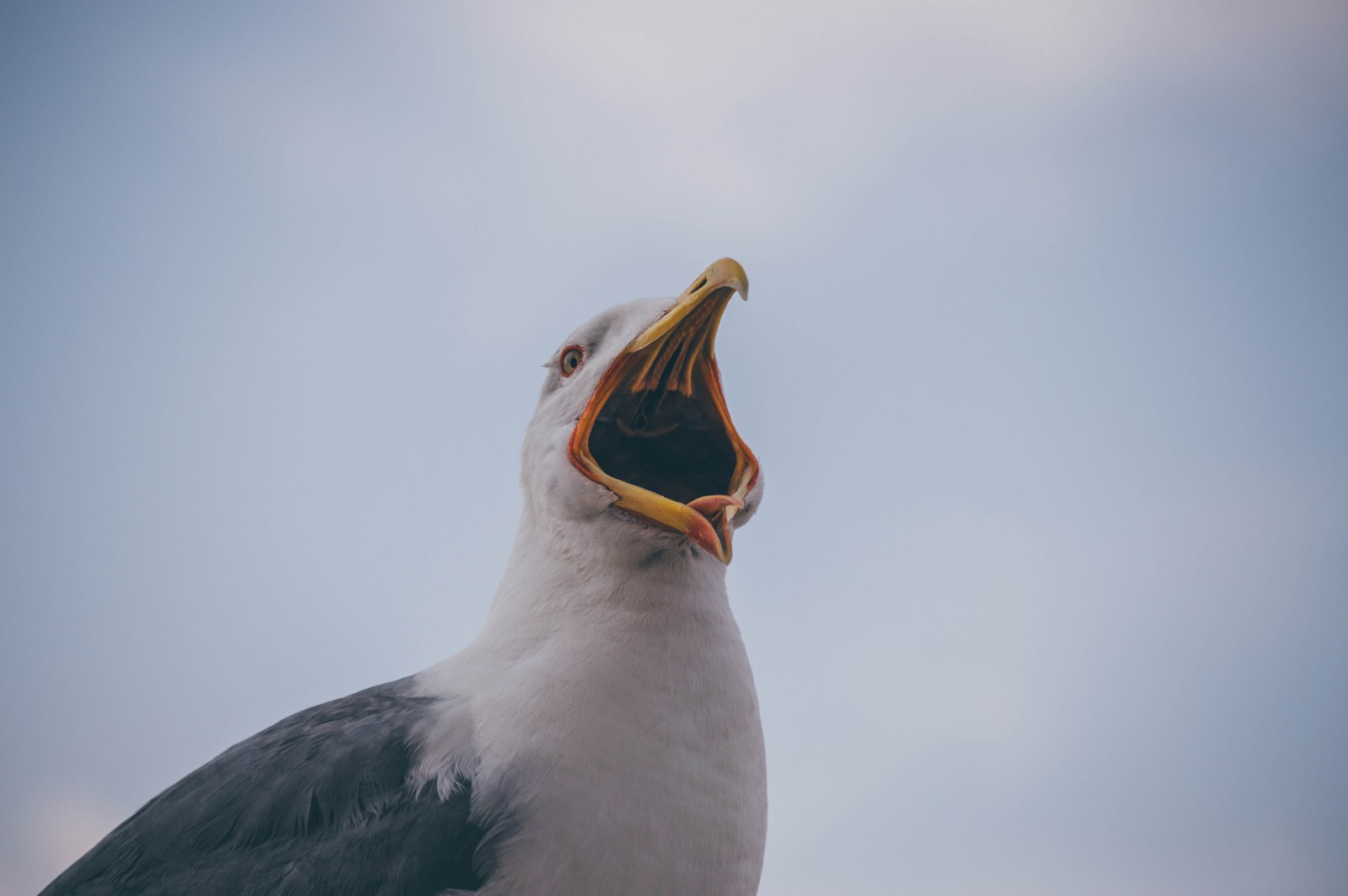 Seagull in Rome