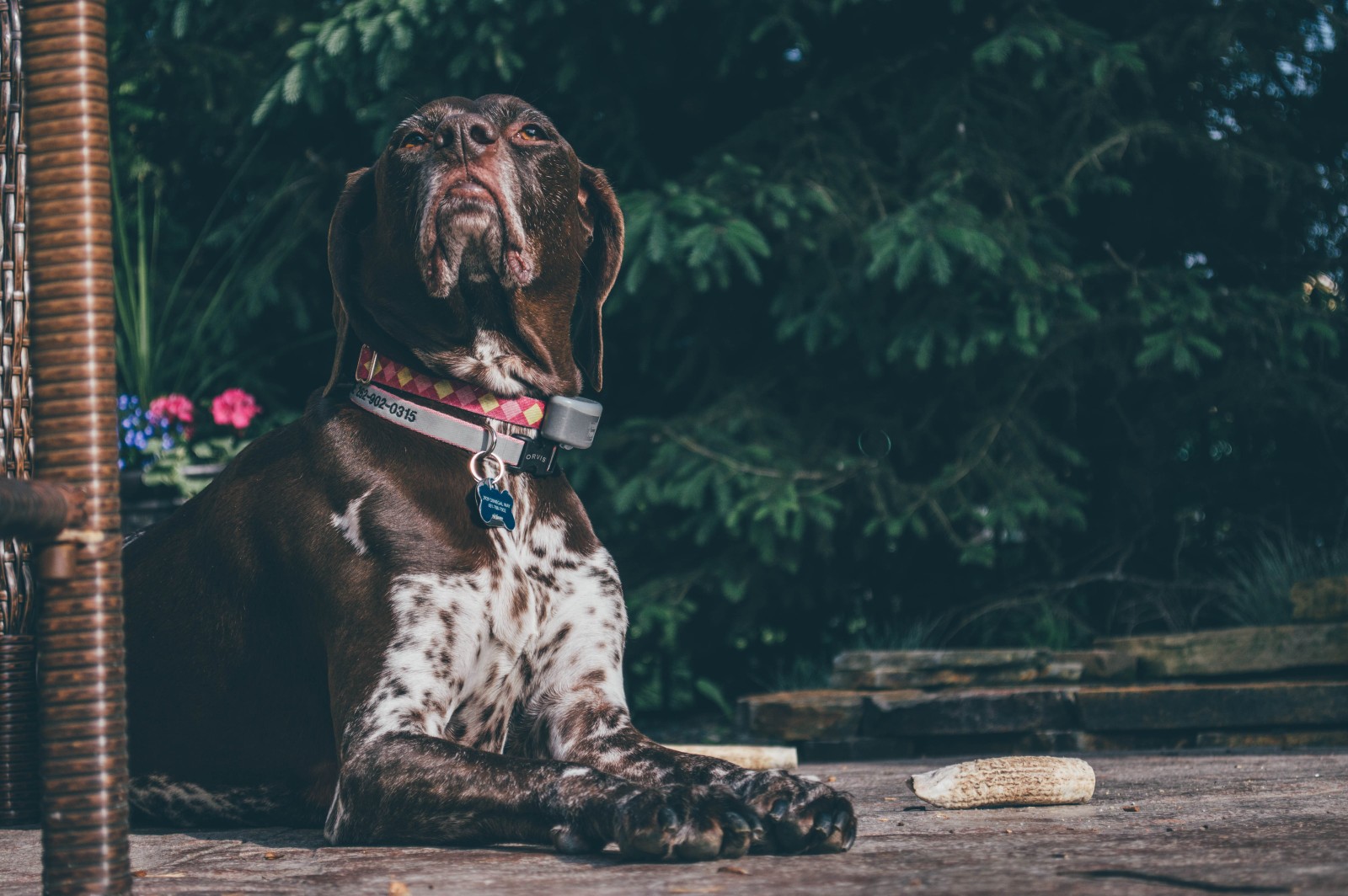 Sophie GSP