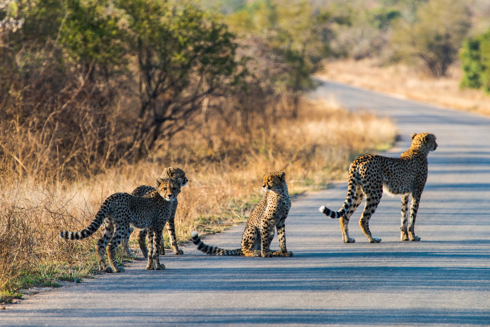 Kruger National Park, South Africa
