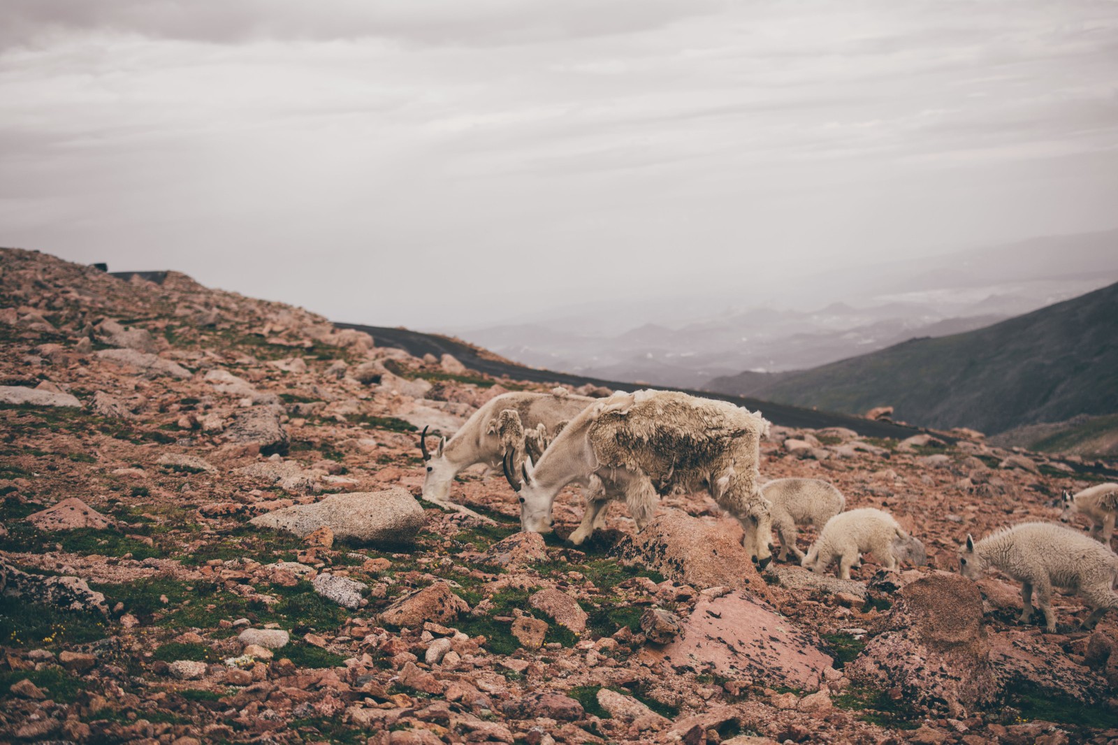 Mountain Goats on Mt. Evans