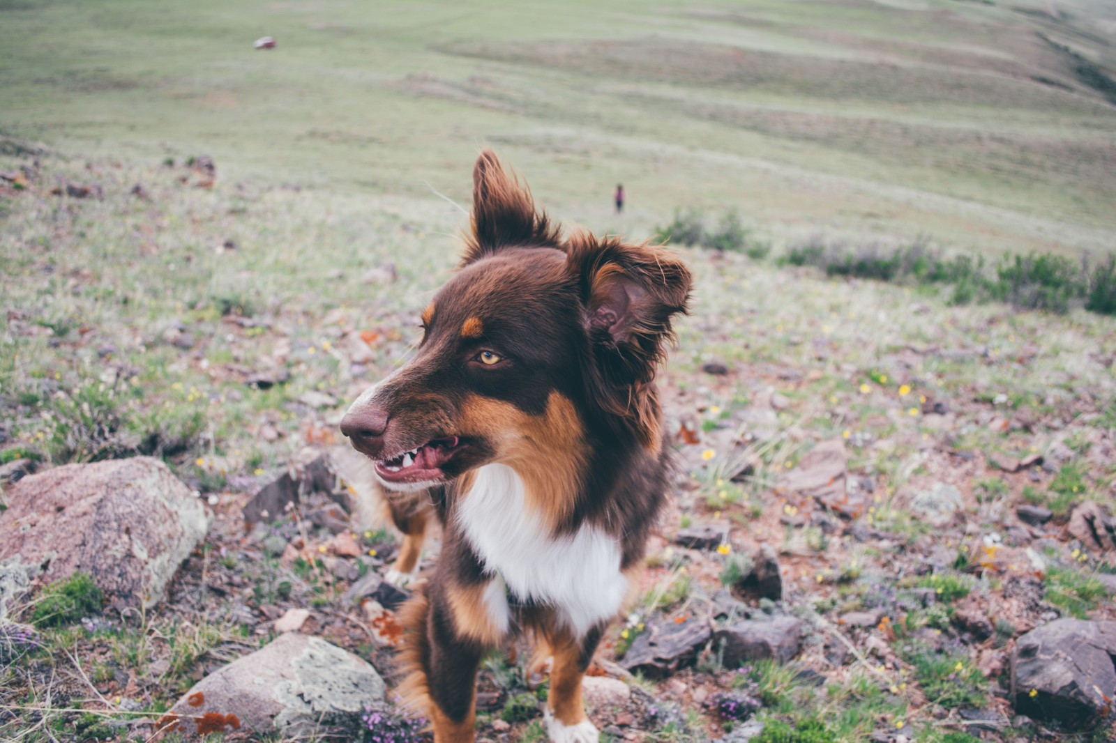 Roja in Wyoming