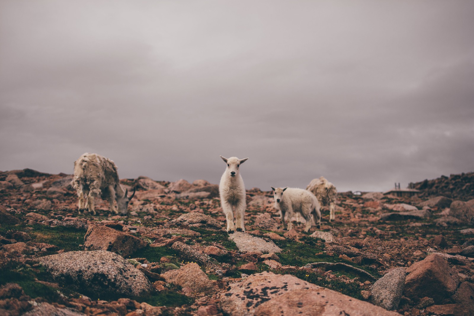 Baby Mountain Goat