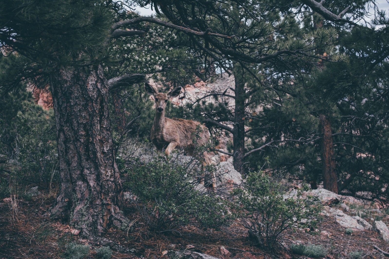 Horsetooth Mountain