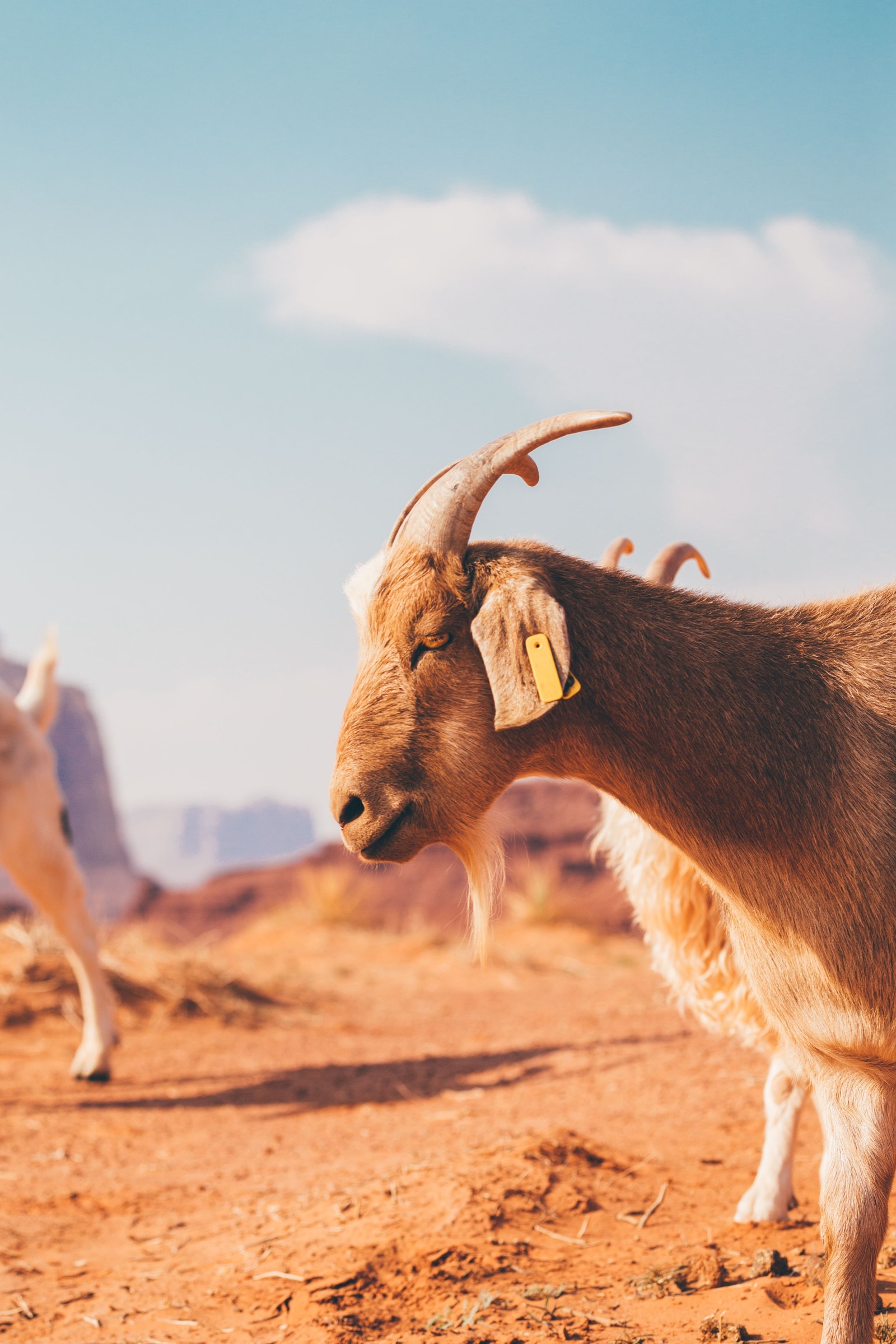 Goat in Monument Valley
