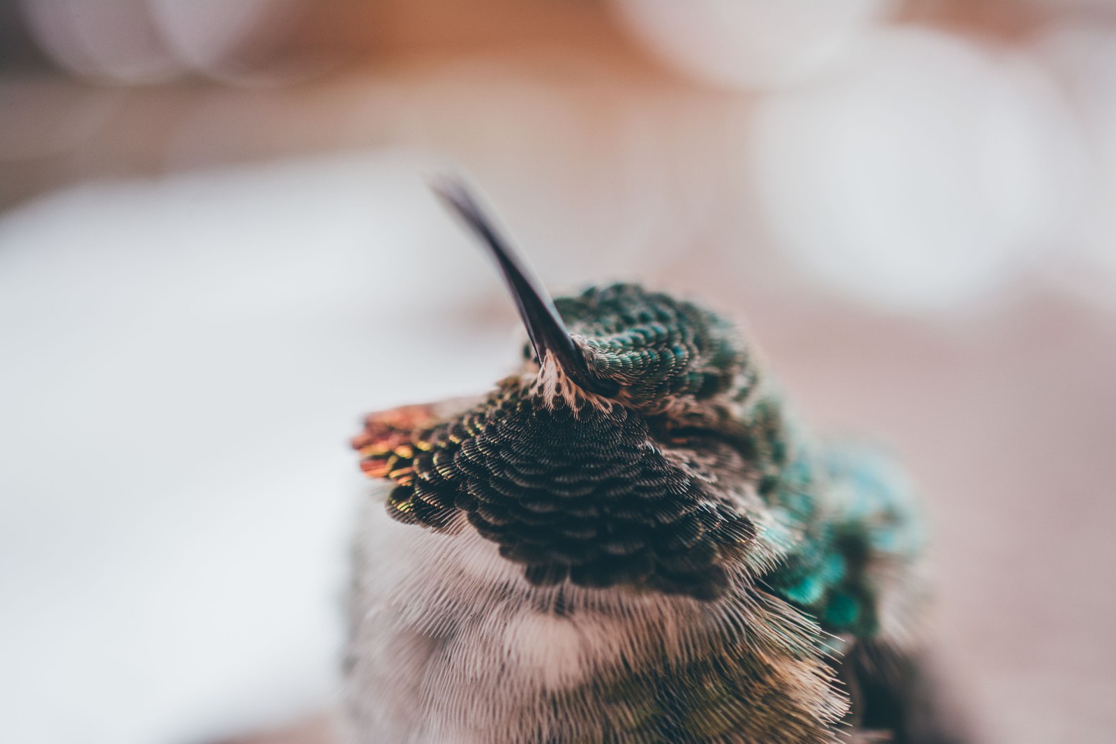 Hummingbird in Estes.
