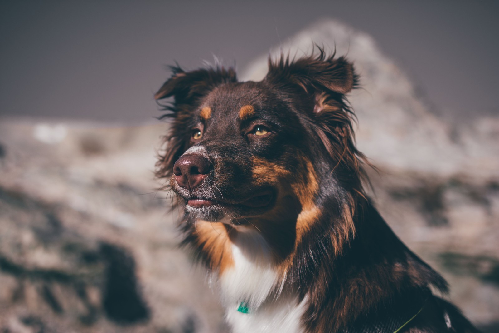 My adventure buddy, Roja!