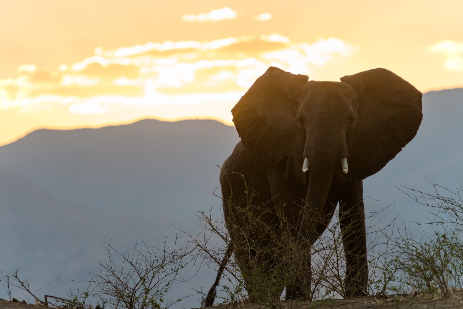 Mana Pools National Park, Zimbabwe