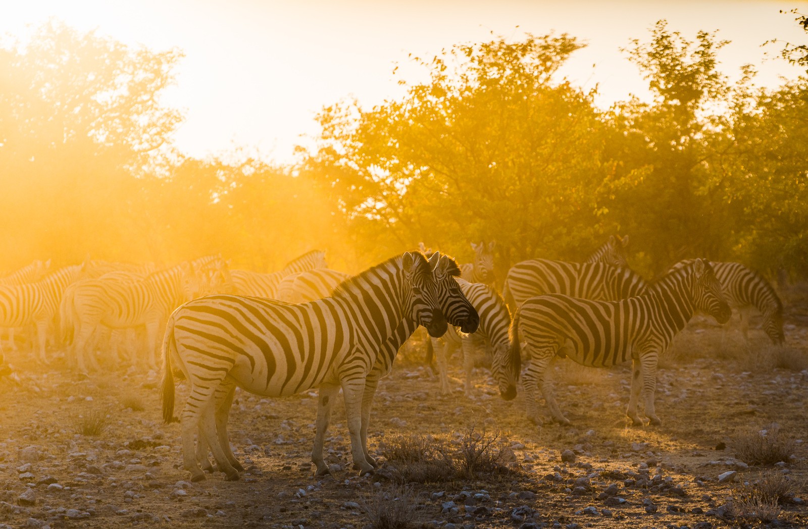 Etosha National Park, Namibia