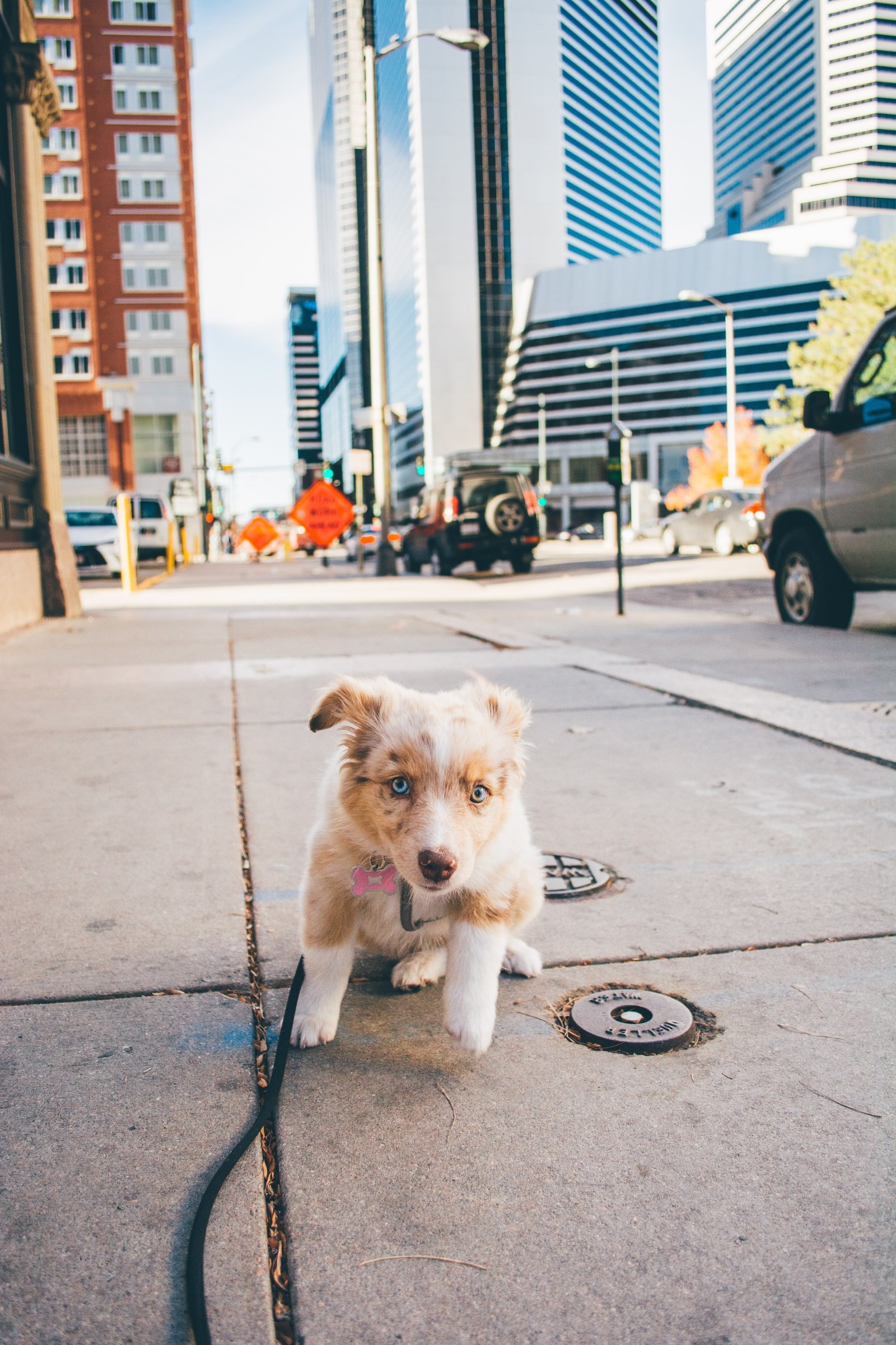 Ringo in the City