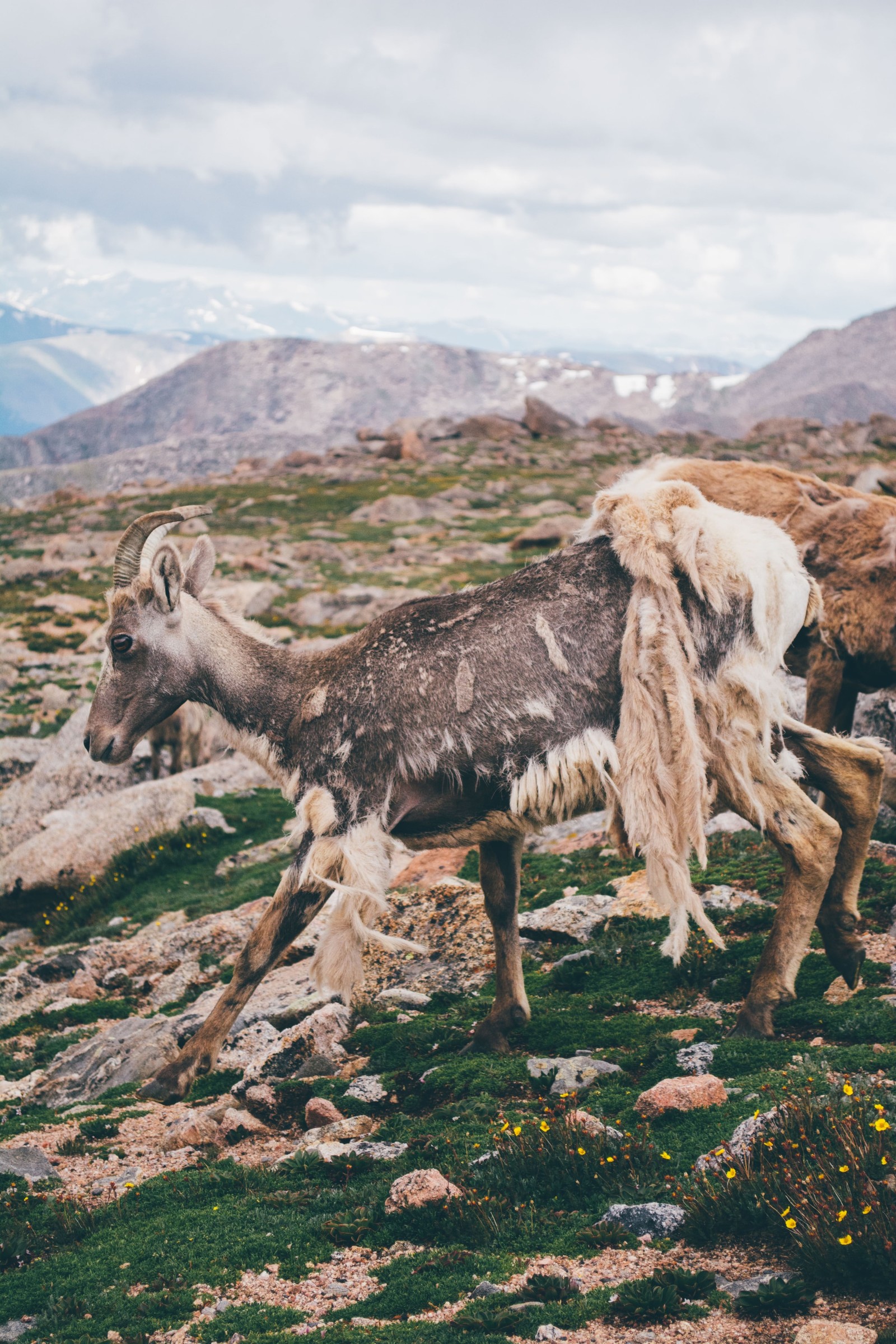 Shedding Sheep on Mt. Evans