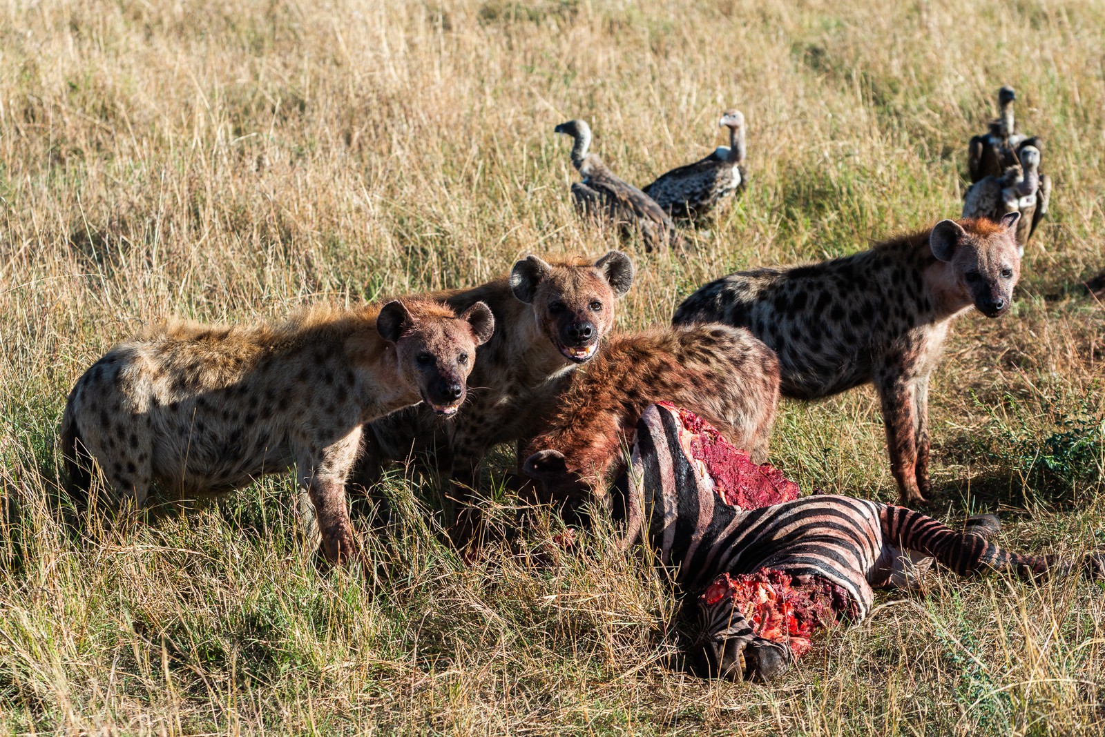 Maasai Mara, Kenya