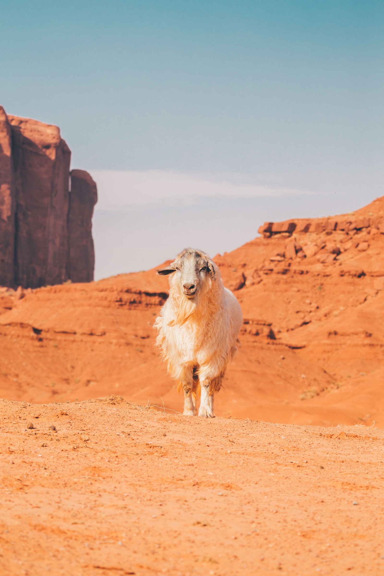 Goat(?) in Monument Valley