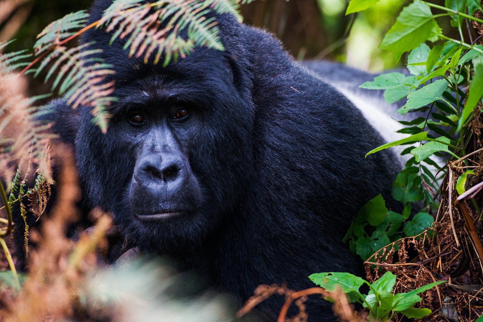 Bwindi Impenetrable Forest, Uganda