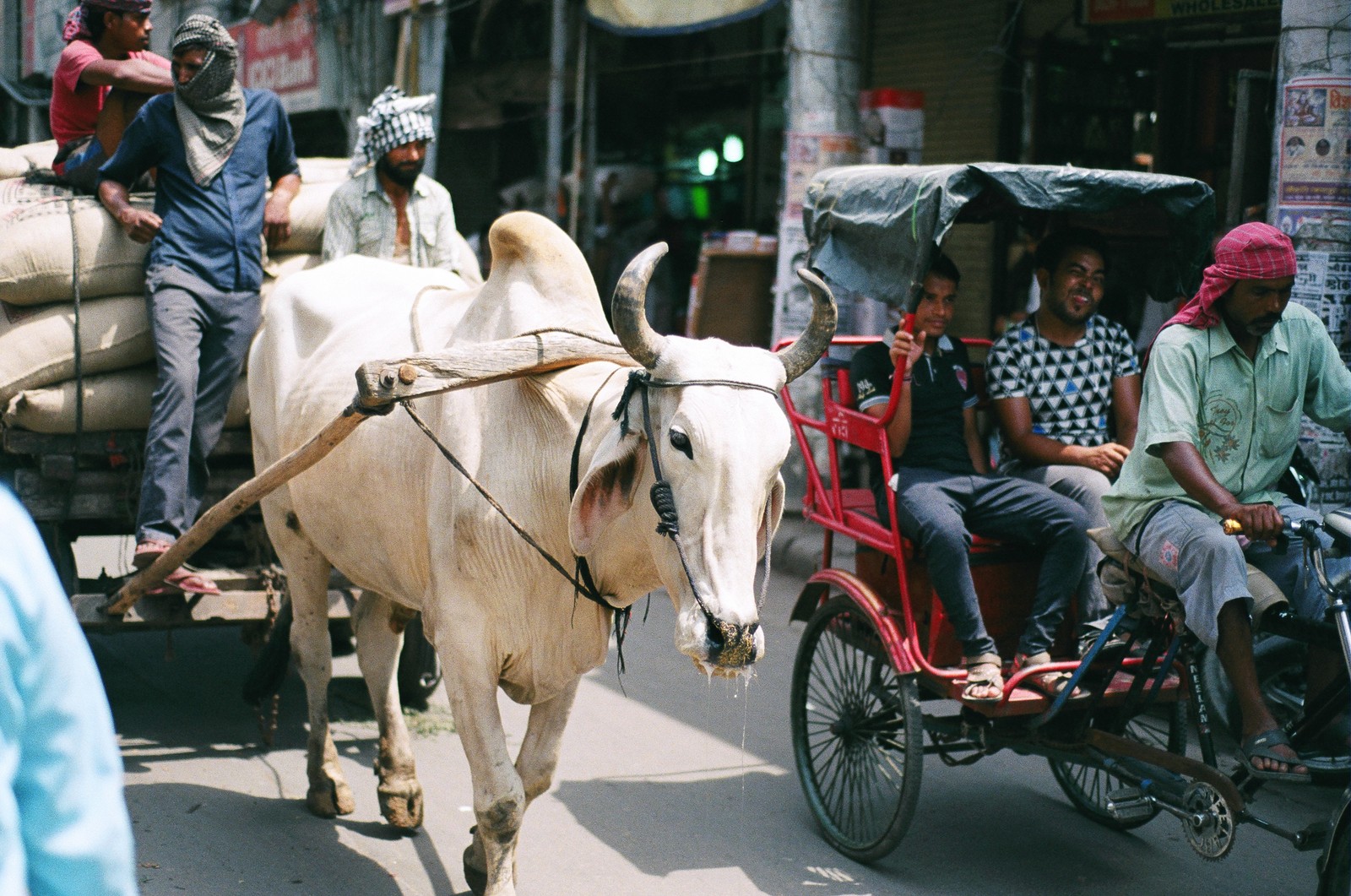 Overworked Cow in Delhi, India on film.
