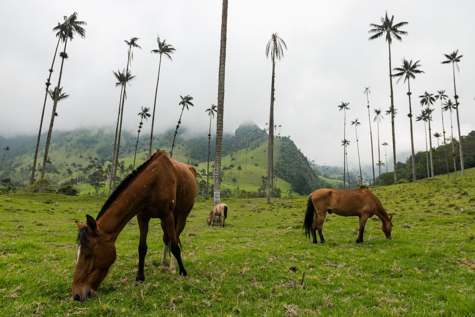 Salento, Colombia