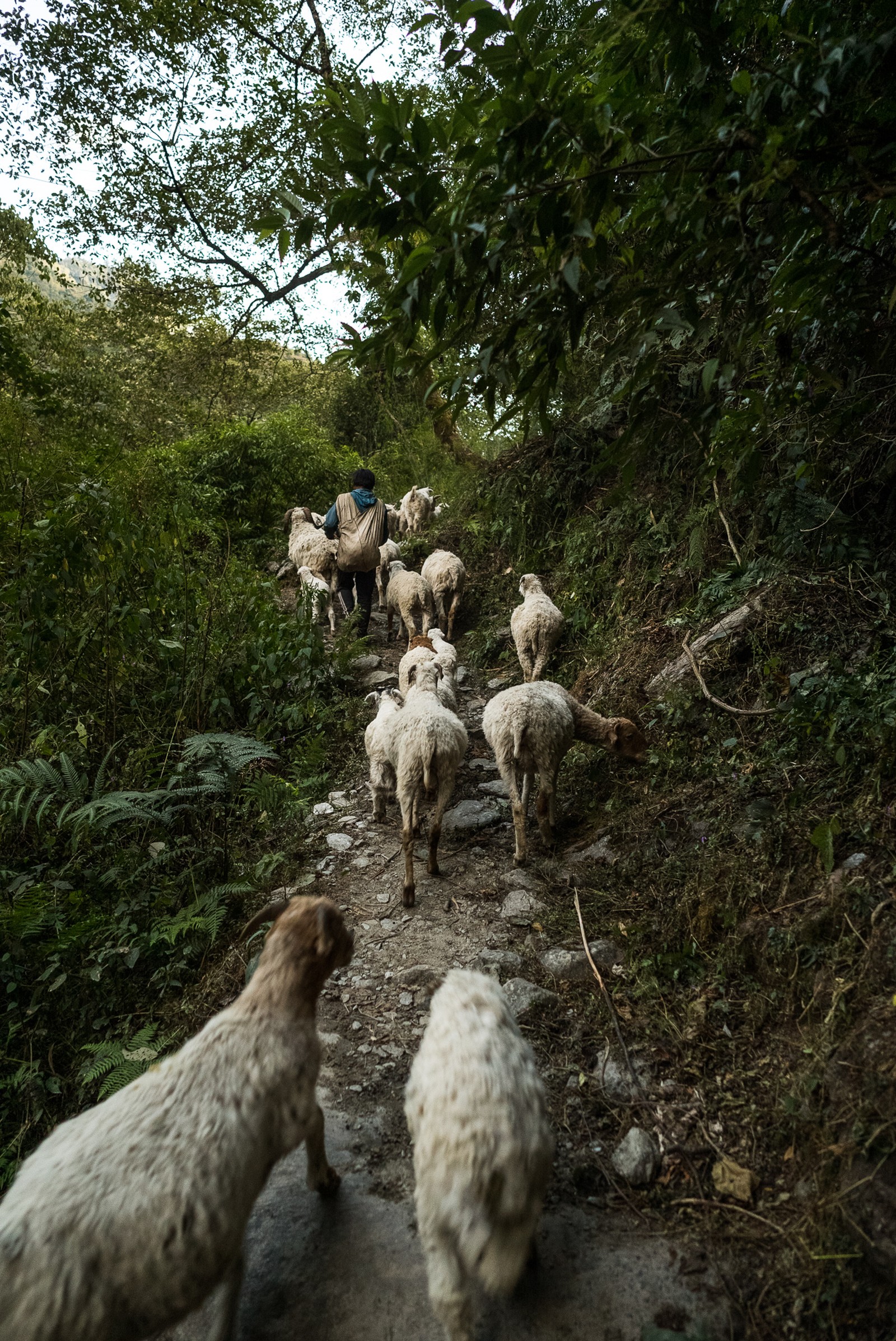 Annapurna Base Camp Trek, Nepal