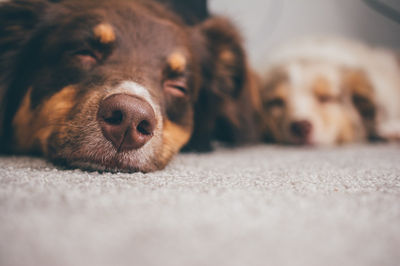 Sleepy Pups!