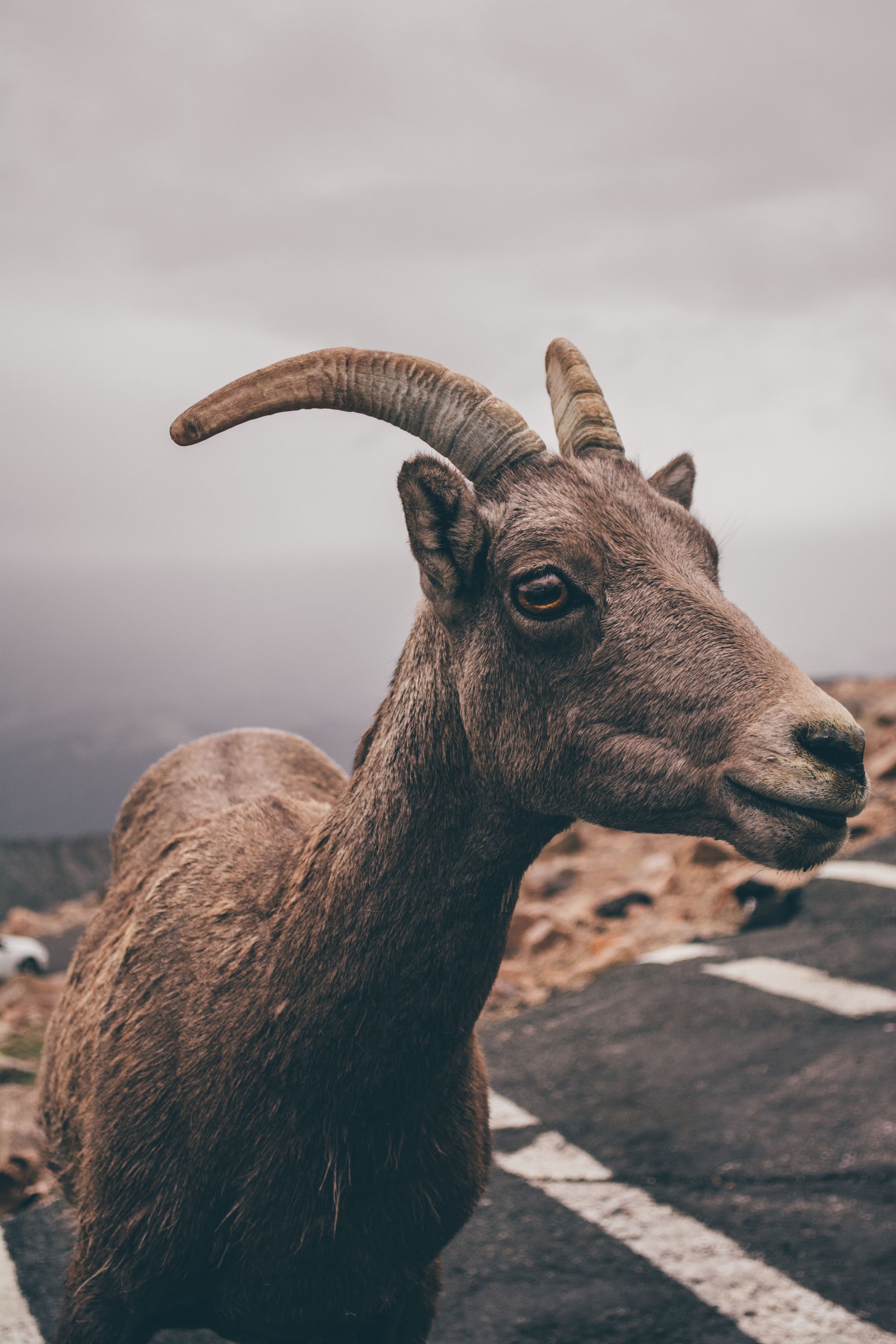 Big Horned Sheep. Yes I am that close.