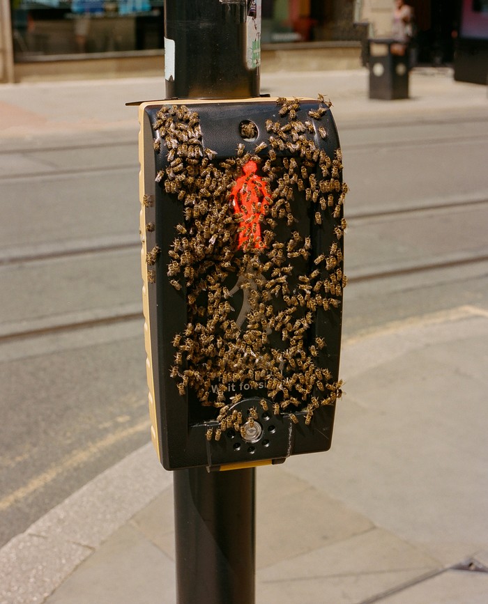 Bees, Manchester 2022