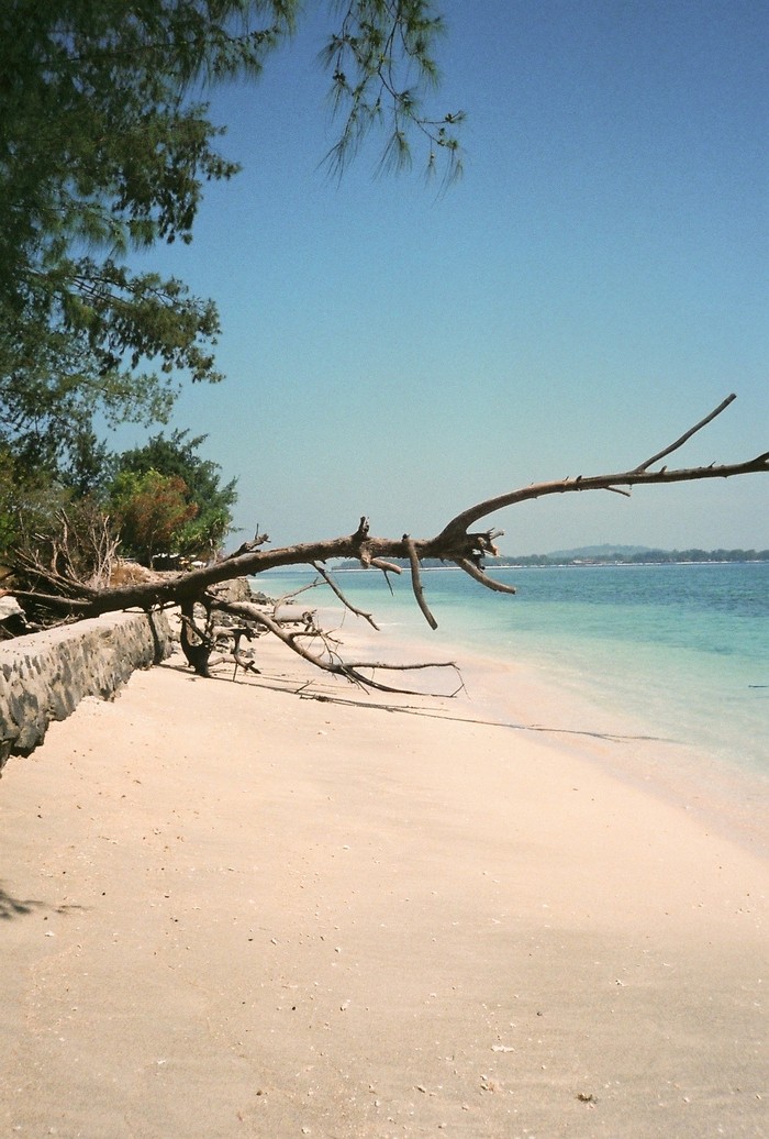 Tree, Bali 2018
