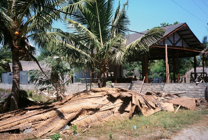 Dead palm leaves, Lombok - Indonesia 2018