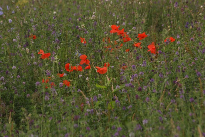 Wild Flowers II, Coton Hill, July 2020