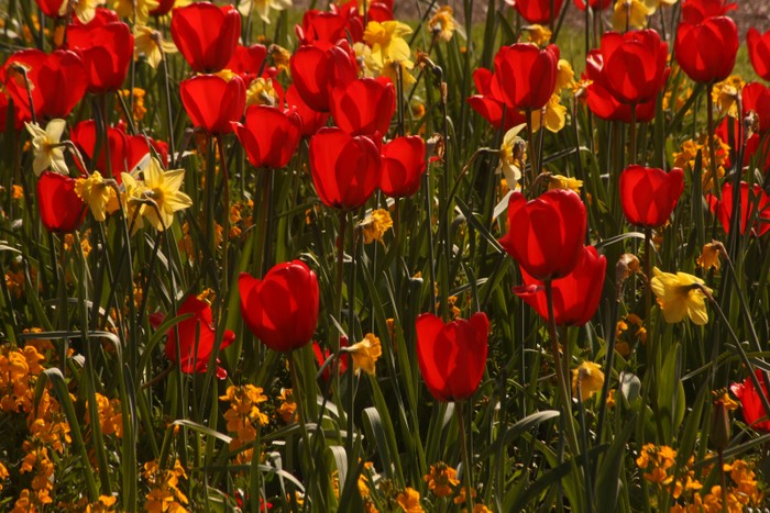 Tulips, The Dingle, April 2019