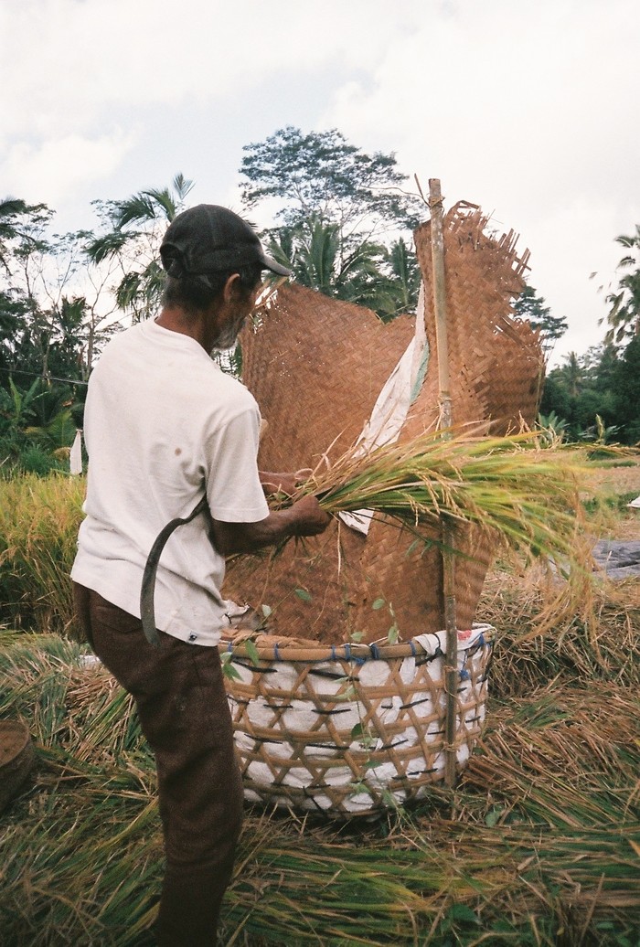 Rice field worker, Ubud 2018