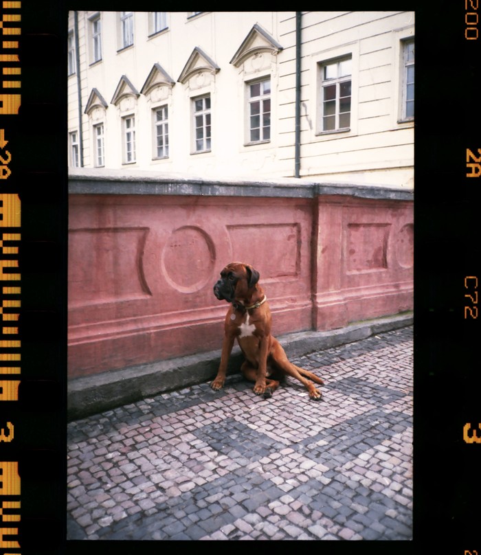 Boxer in Prague, 2017