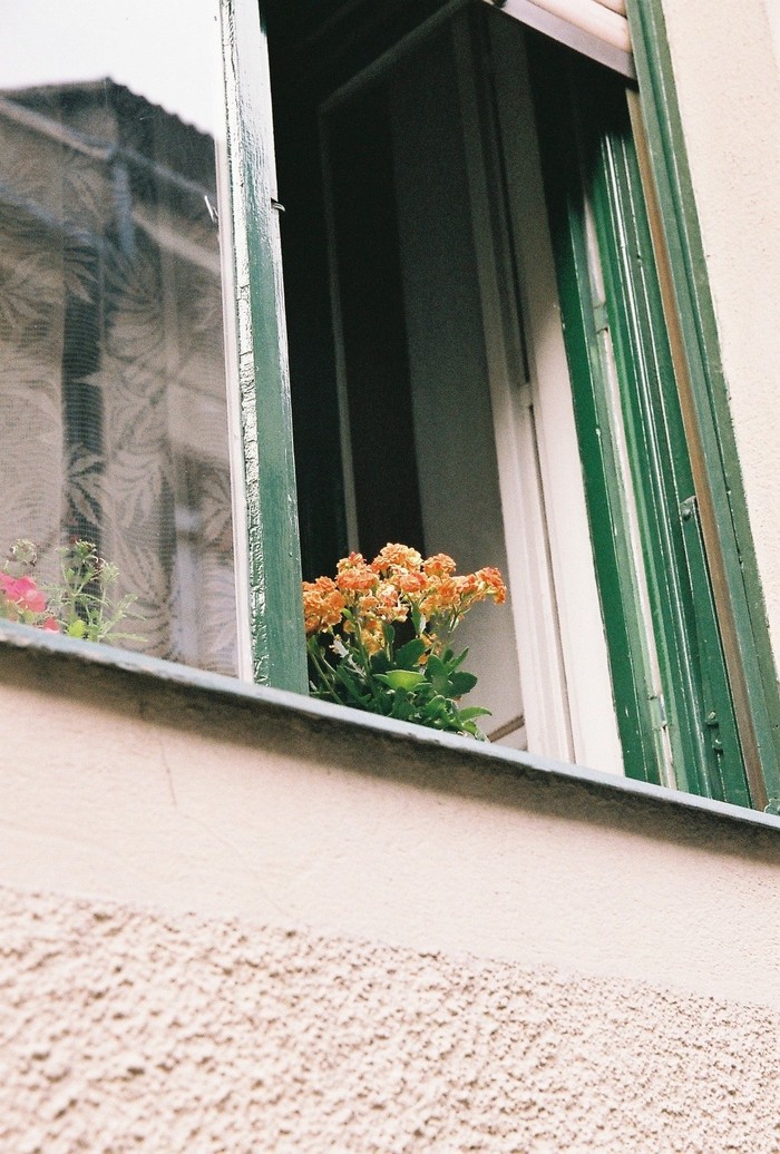Flowers, Budapest