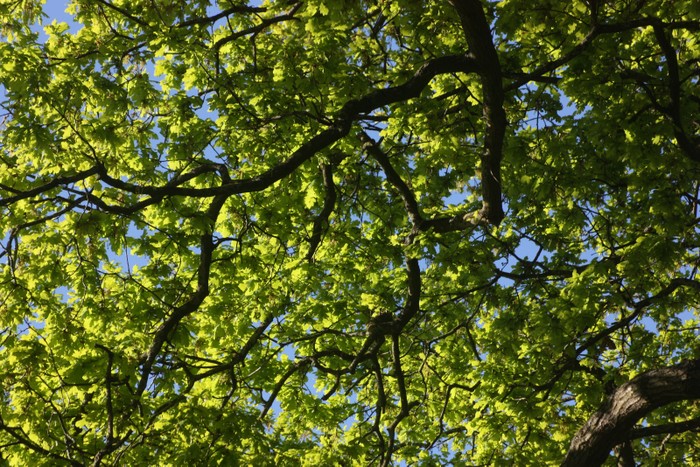 Tree in Spring, May 2020