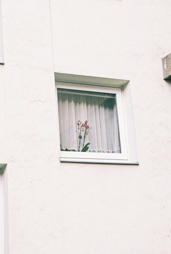 Window + Flowers, Budapest