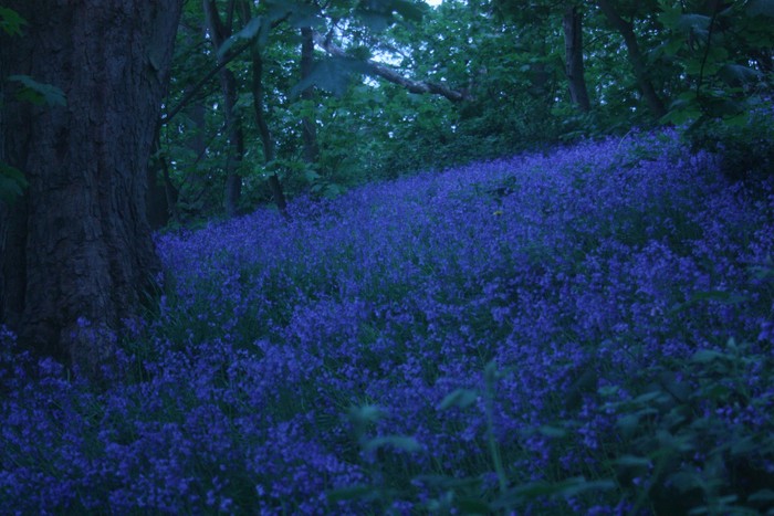 Bluebells, Haughmond Hill, April, 2019